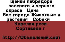щенки лабрадора палевого и черного окраса › Цена ­ 30 000 - Все города Животные и растения » Собаки   . Карелия респ.,Сортавала г.
